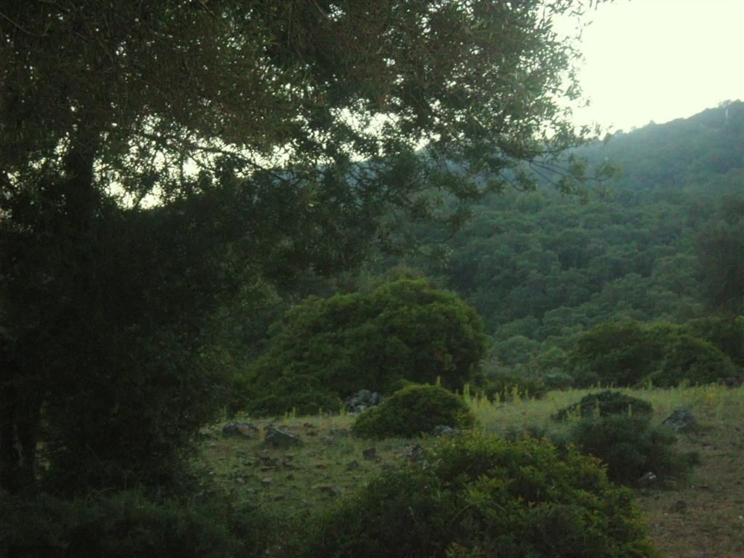 Plot for sale in , Cortes de la Frontera with with orientation south. Regarding property dimensions, it has 300,000 m² plot. Has the following facilities amenities near, country view, panoramic view and close to town.