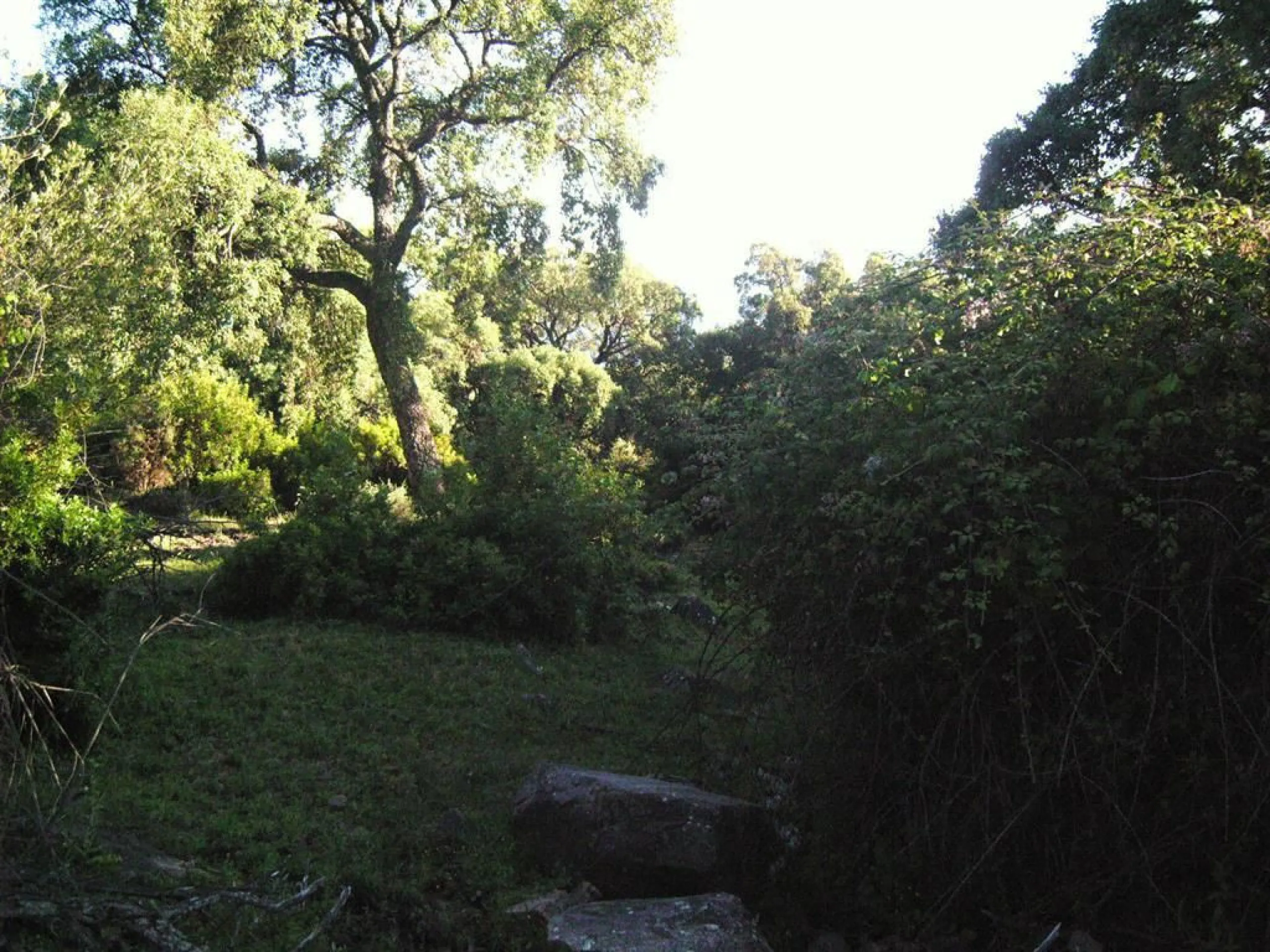Plot for sale in , Cortes de la Frontera with with orientation south. Regarding property dimensions, it has 300,000 m² plot. Has the following facilities amenities near, country view, panoramic view and close to town.