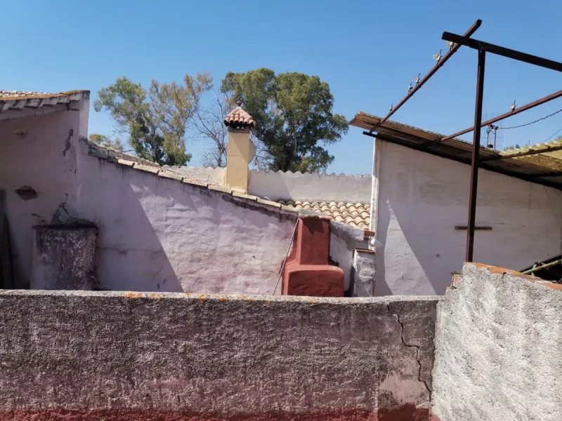 Before the professional cultivation of avocado and mango came to Axarquía not so many years ago, it was mainly almond and olive trees that shaped the landscape on the Costa del Sol. Even today, particularly in the interior of the Axarquía, there are impre
