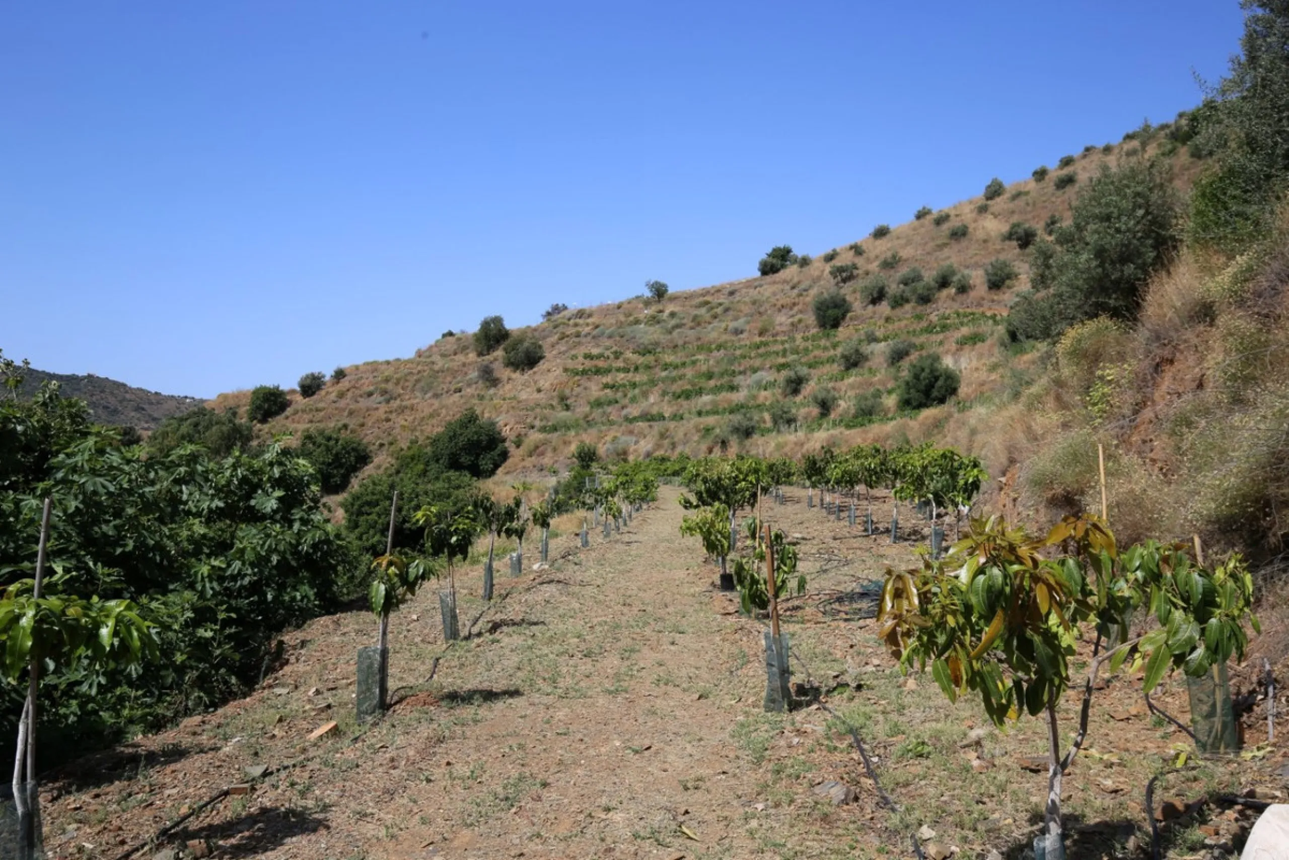 Totalán is a village located in Malaga's Axarquía, just half an hour from Malaga city center and the airport. The farm has 60,000 m2 with mango and avocado trees and vines of various kinds of grapes. It has two wells -one natural and one drilling-. It has