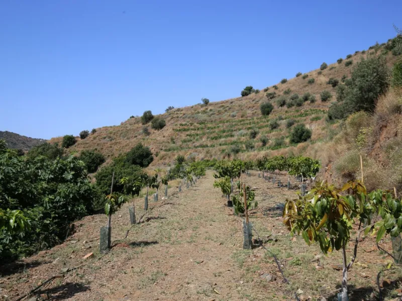 Totalán is a village located in Malaga's Axarquía, just half an hour from Malaga city center and the airport. The farm has 60,000 m2 with mango and avocado trees and vines of various kinds of grapes. It has two wells -one natural and one drilling-. It has