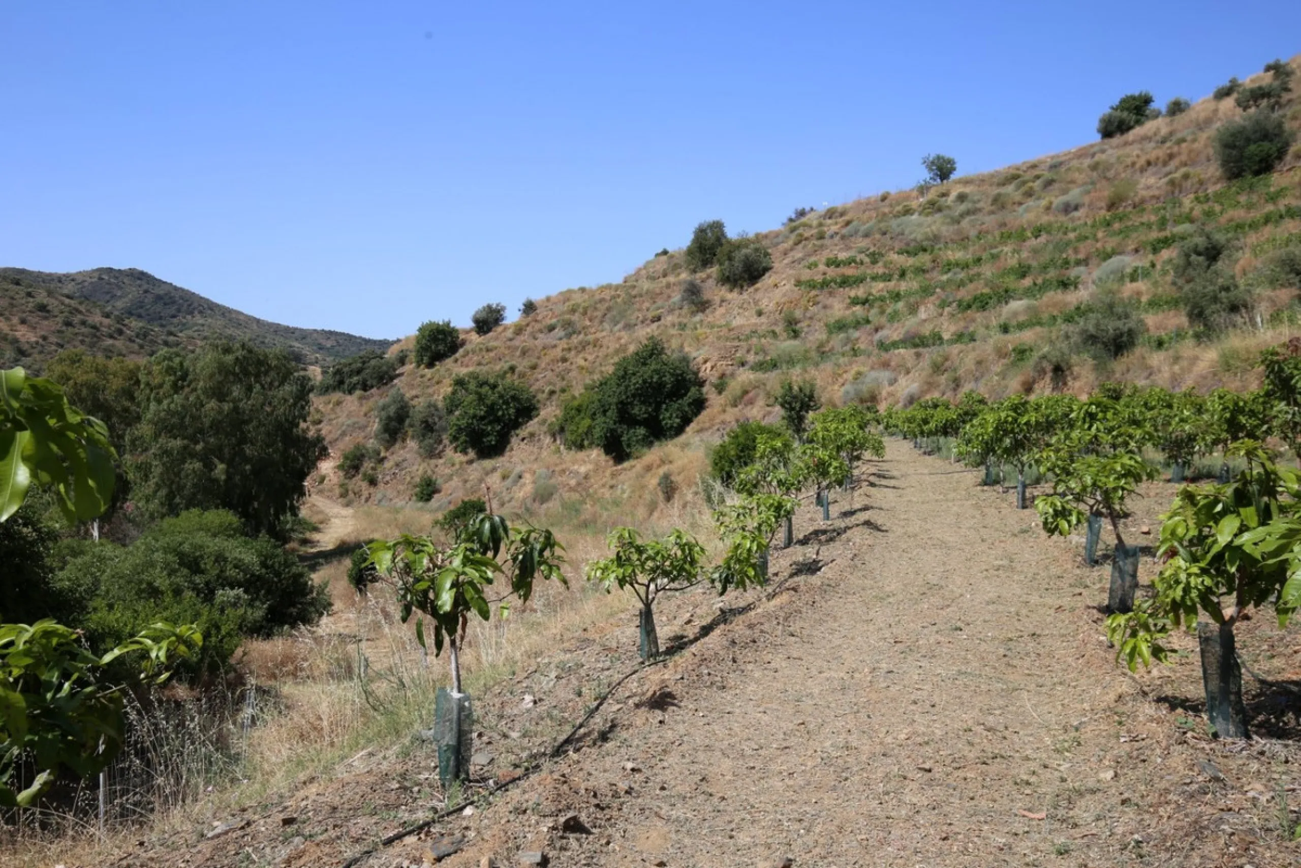 Totalán is a village located in Malaga's Axarquía, just half an hour from Malaga city center and the airport. The farm has 60,000 m2 with mango and avocado trees and vines of various kinds of grapes. It has two wells -one natural and one drilling-. It has