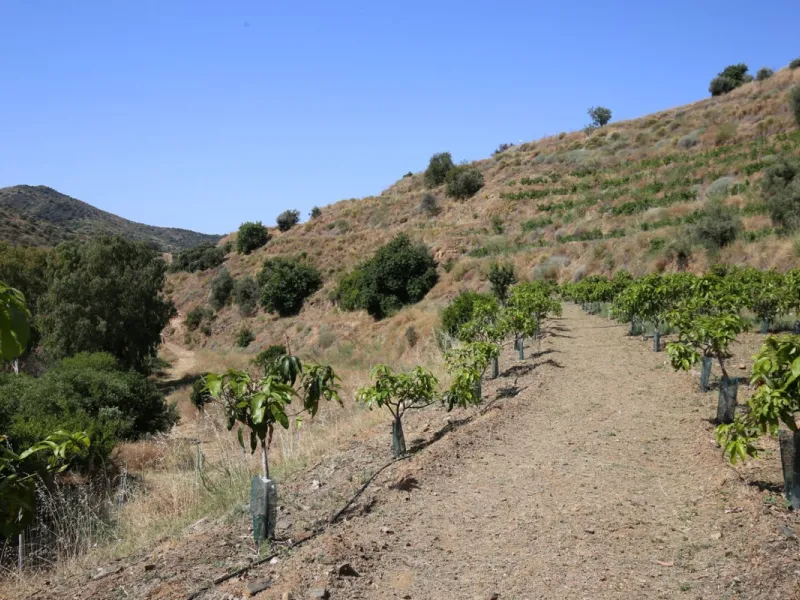 Totalán is a village located in Malaga's Axarquía, just half an hour from Malaga city center and the airport. The farm has 60,000 m2 with mango and avocado trees and vines of various kinds of grapes. It has two wells -one natural and one drilling-. It has