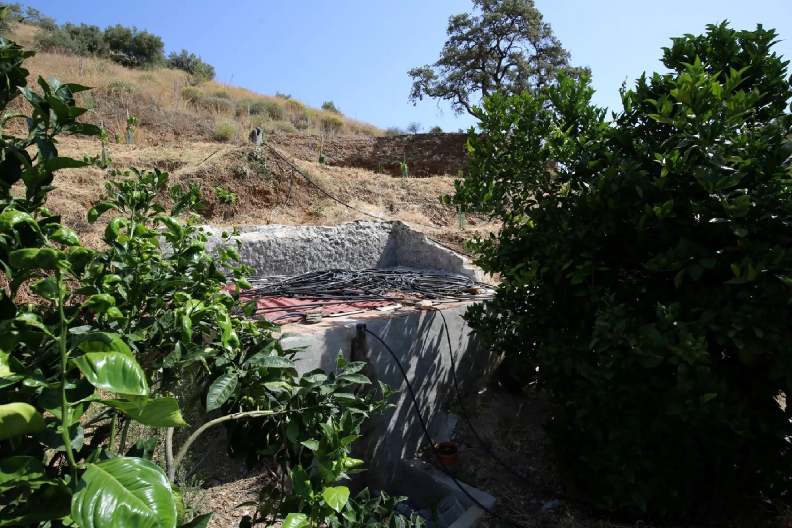 Totalán is a village located in Malaga's Axarquía, just half an hour from Malaga city center and the airport. The farm has 60,000 m2 with mango and avocado trees and vines of various kinds of grapes. It has two wells -one natural and one drilling-. It has