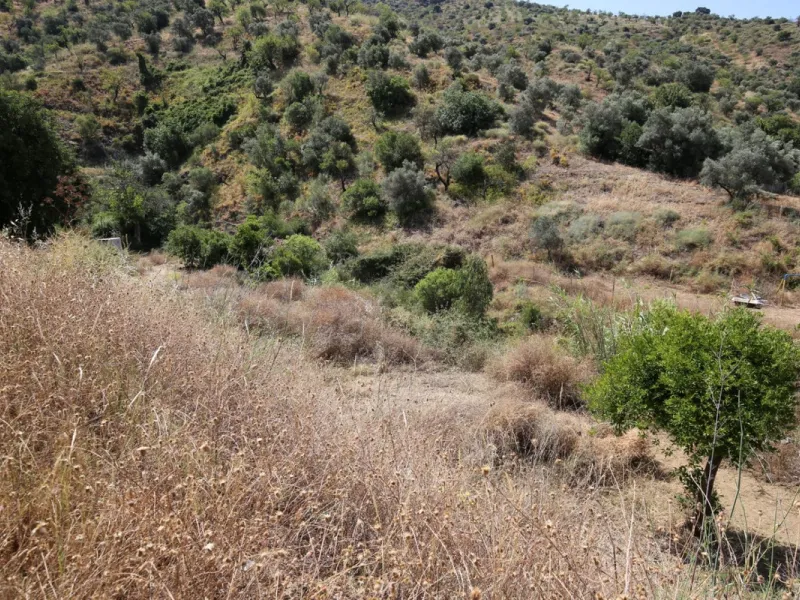 Totalán is a village located in Malaga's Axarquía, just half an hour from Malaga city center and the airport. The farm has 60,000 m2 with mango and avocado trees and vines of various kinds of grapes. It has two wells -one natural and one drilling-. It has