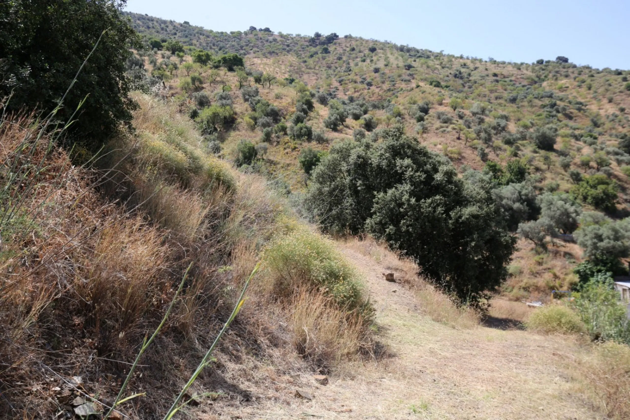 Totalán is a village located in Malaga's Axarquía, just half an hour from Malaga city center and the airport. The farm has 60,000 m2 with mango and avocado trees and vines of various kinds of grapes. It has two wells -one natural and one drilling-. It has