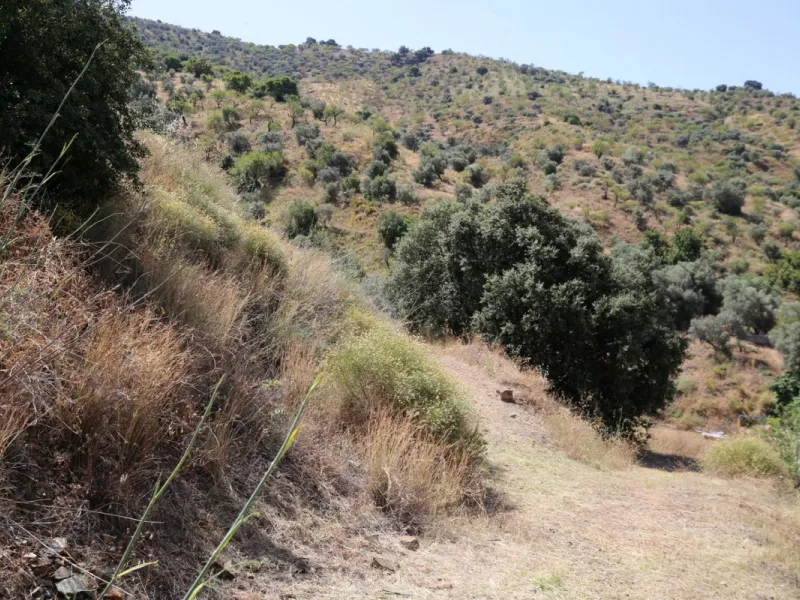 Totalán is a village located in Malaga's Axarquía, just half an hour from Malaga city center and the airport. The farm has 60,000 m2 with mango and avocado trees and vines of various kinds of grapes. It has two wells -one natural and one drilling-. It has
