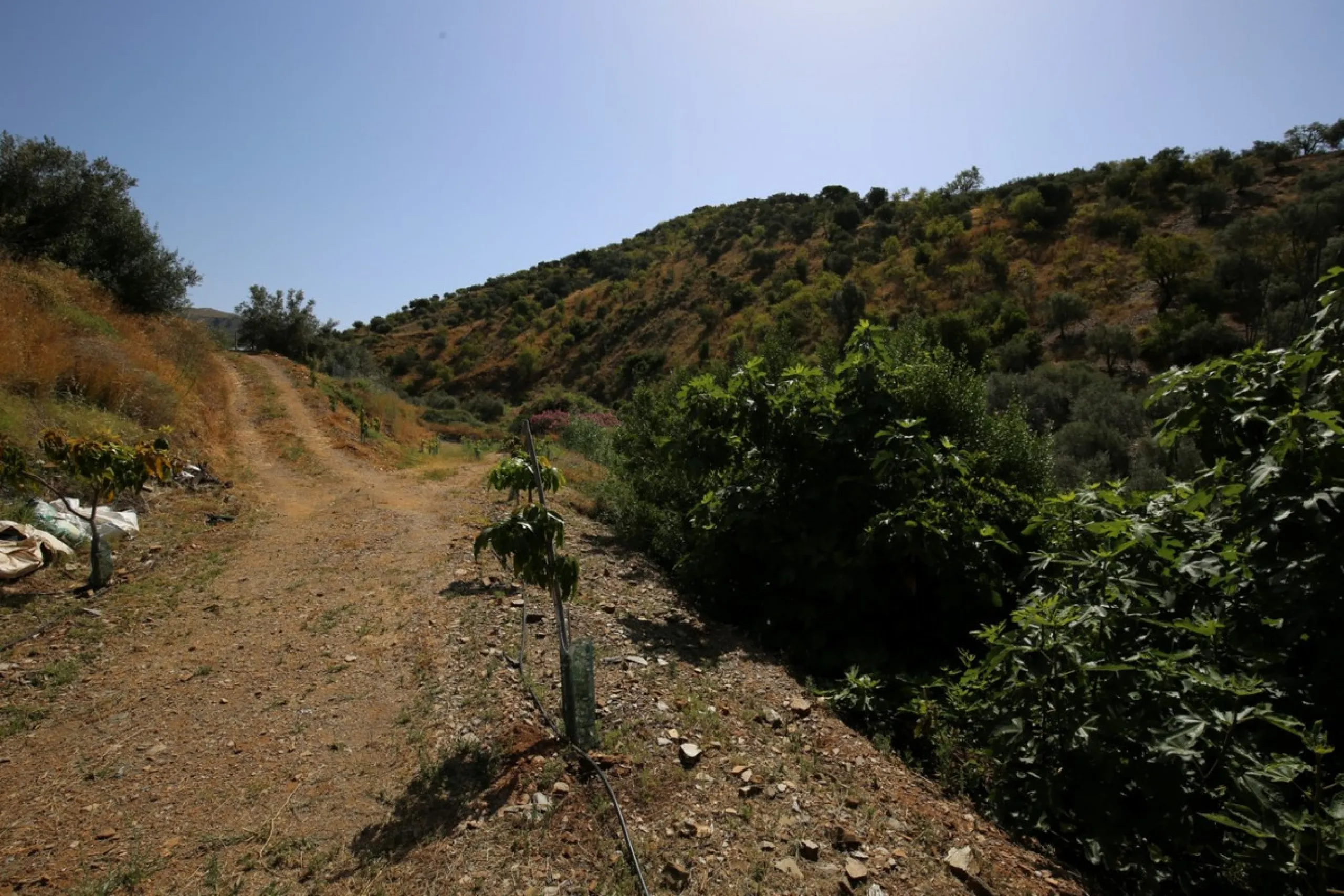 Totalán is a village located in Malaga's Axarquía, just half an hour from Malaga city center and the airport. The farm has 60,000 m2 with mango and avocado trees and vines of various kinds of grapes. It has two wells -one natural and one drilling-. It has