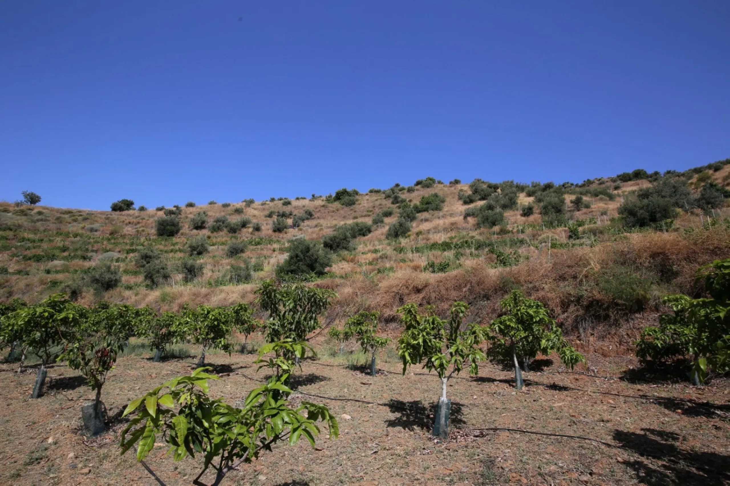 Totalán is a village located in Malaga's Axarquía, just half an hour from Malaga city center and the airport. The farm has 60,000 m2 with mango and avocado trees and vines of various kinds of grapes. It has two wells -one natural and one drilling-. It has