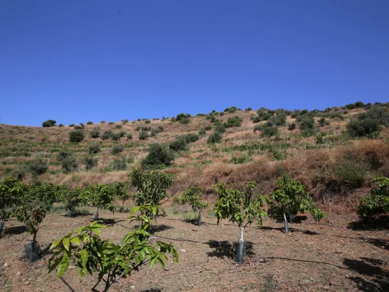 Totalán is a village located in Malaga's Axarquía, just half an hour from Malaga city center and the airport. The farm has 60,000 m2 with mango and avocado trees and vines of various kinds of grapes. It has two wells -one natural and one drilling-. It has