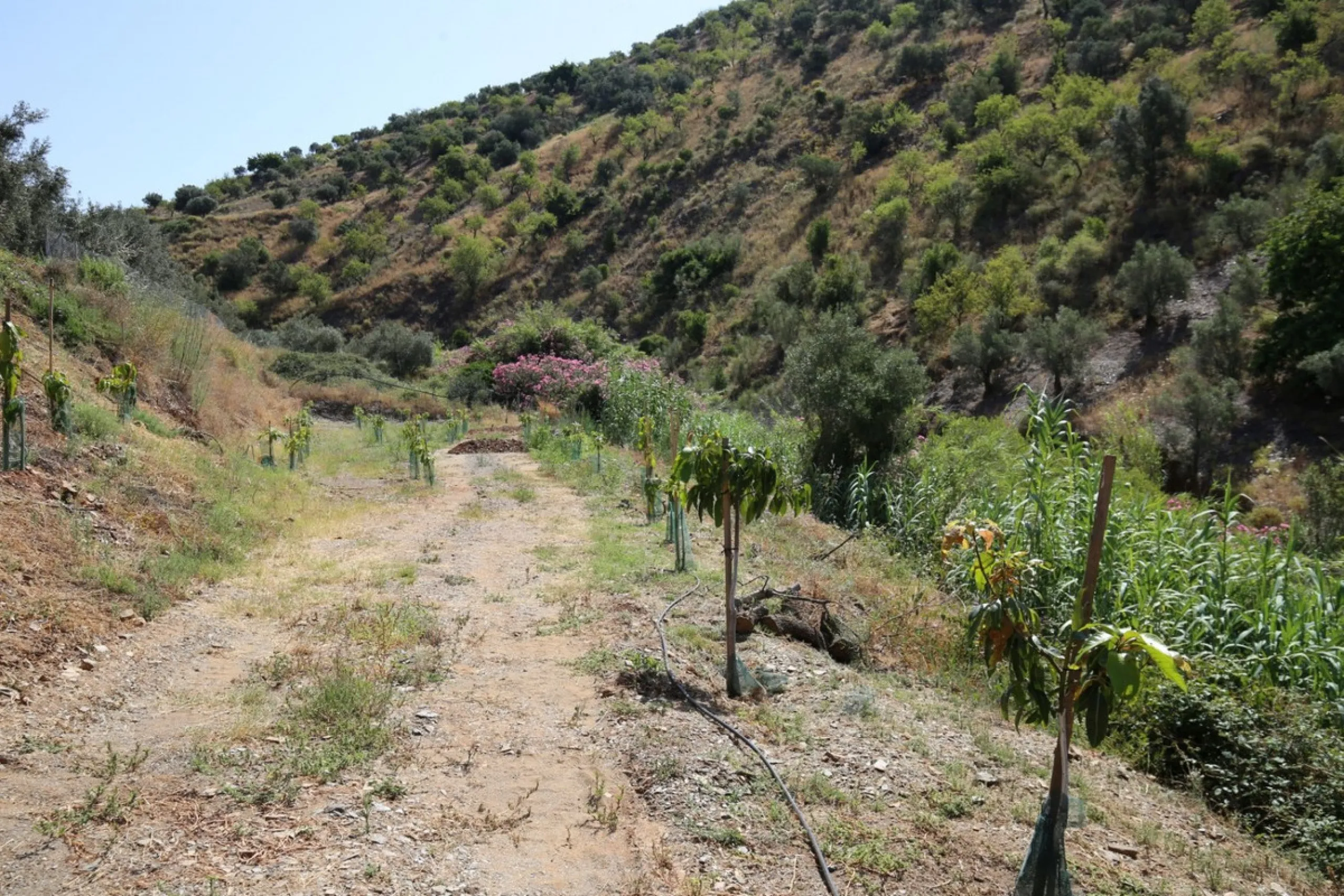 Totalán is a village located in Malaga's Axarquía, just half an hour from Malaga city center and the airport. The farm has 60,000 m2 with mango and avocado trees and vines of various kinds of grapes. It has two wells -one natural and one drilling-. It has