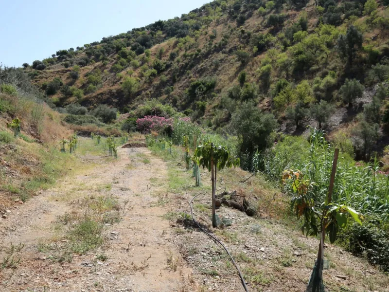 Totalán is a village located in Malaga's Axarquía, just half an hour from Malaga city center and the airport. The farm has 60,000 m2 with mango and avocado trees and vines of various kinds of grapes. It has two wells -one natural and one drilling-. It has