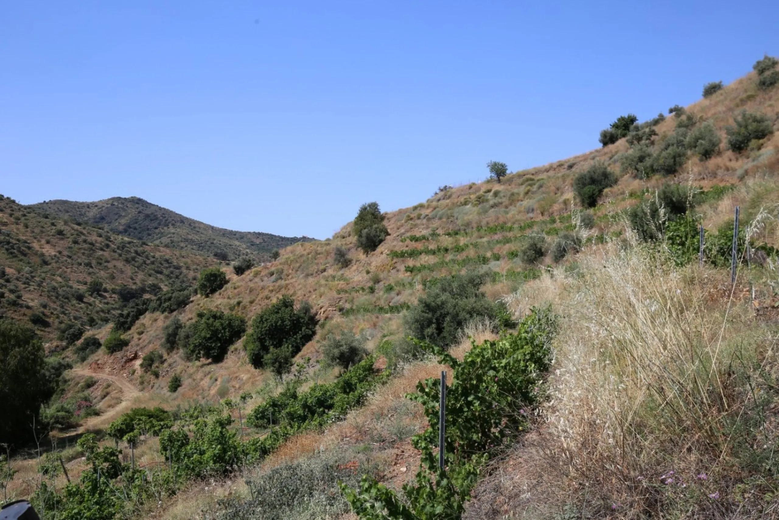 Totalán is a village located in Malaga's Axarquía, just half an hour from Malaga city center and the airport. The farm has 60,000 m2 with mango and avocado trees and vines of various kinds of grapes. It has two wells -one natural and one drilling-. It has