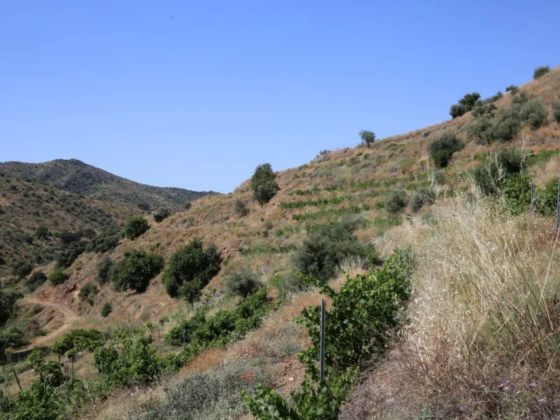 Totalán is a village located in Malaga's Axarquía, just half an hour from Malaga city center and the airport. The farm has 60,000 m2 with mango and avocado trees and vines of various kinds of grapes. It has two wells -one natural and one drilling-. It has