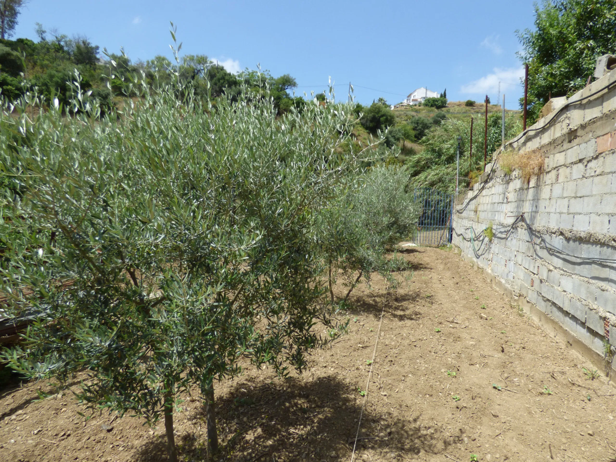 PLOT IN EL HORNILLO WITH BUILT HOUSING, GARDENS, FRUIT TREES, STORAGE AND MORE CONSTRUCTIONS