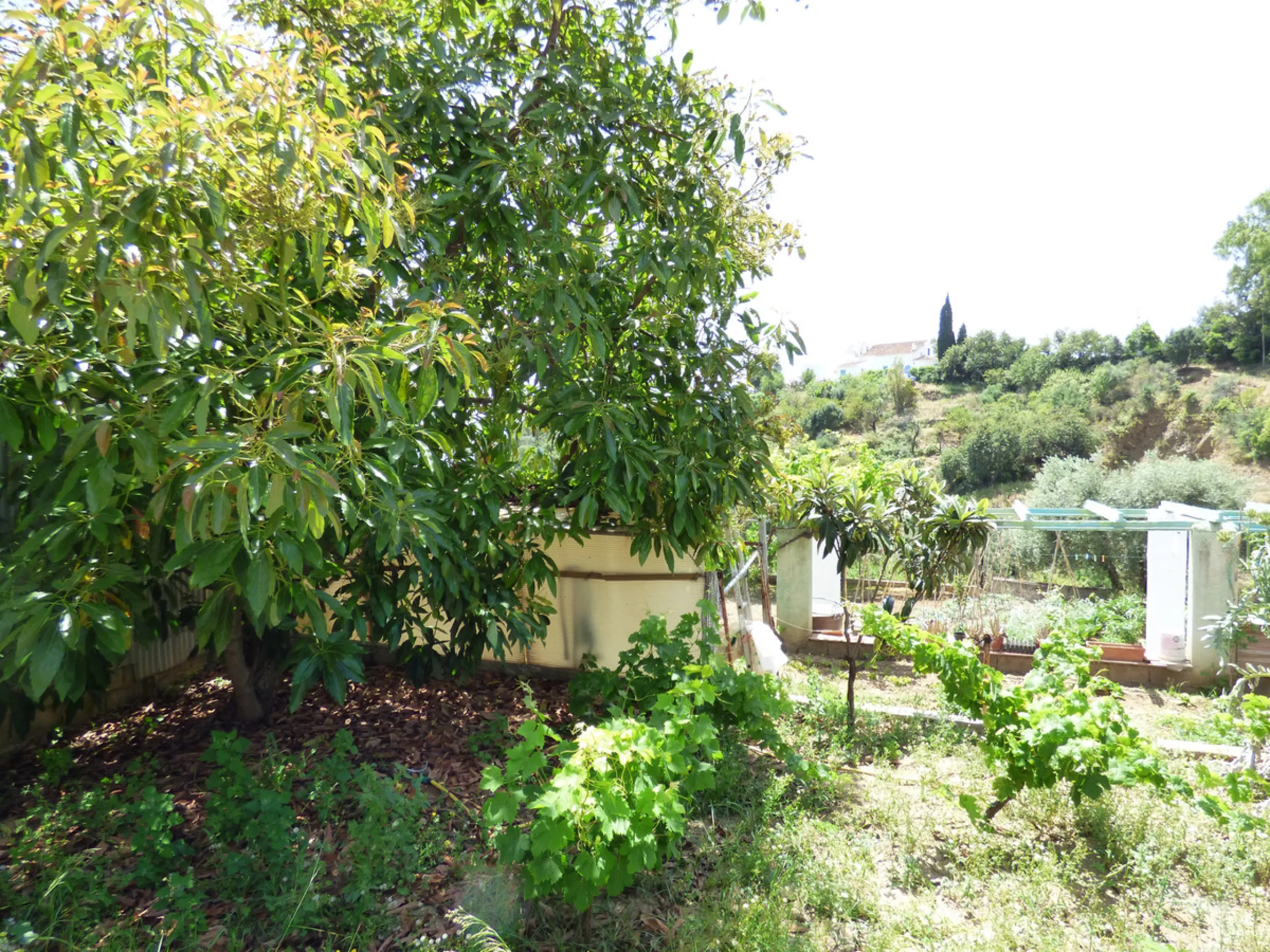PLOT IN EL HORNILLO WITH BUILT HOUSING, GARDENS, FRUIT TREES, STORAGE AND MORE CONSTRUCTIONS