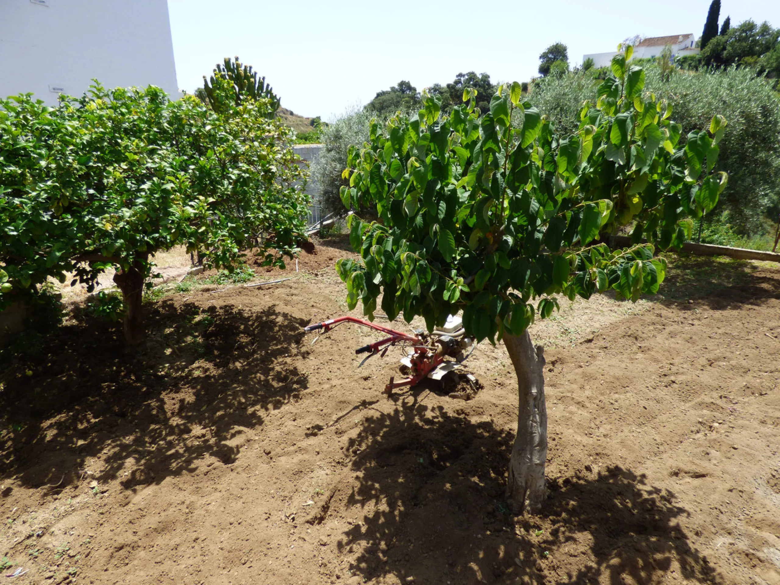 PLOT IN EL HORNILLO WITH BUILT HOUSING, GARDENS, FRUIT TREES, STORAGE AND MORE CONSTRUCTIONS