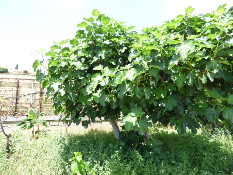 PLOT IN EL HORNILLO WITH BUILT HOUSING, GARDENS, FRUIT TREES, STORAGE AND MORE CONSTRUCTIONS