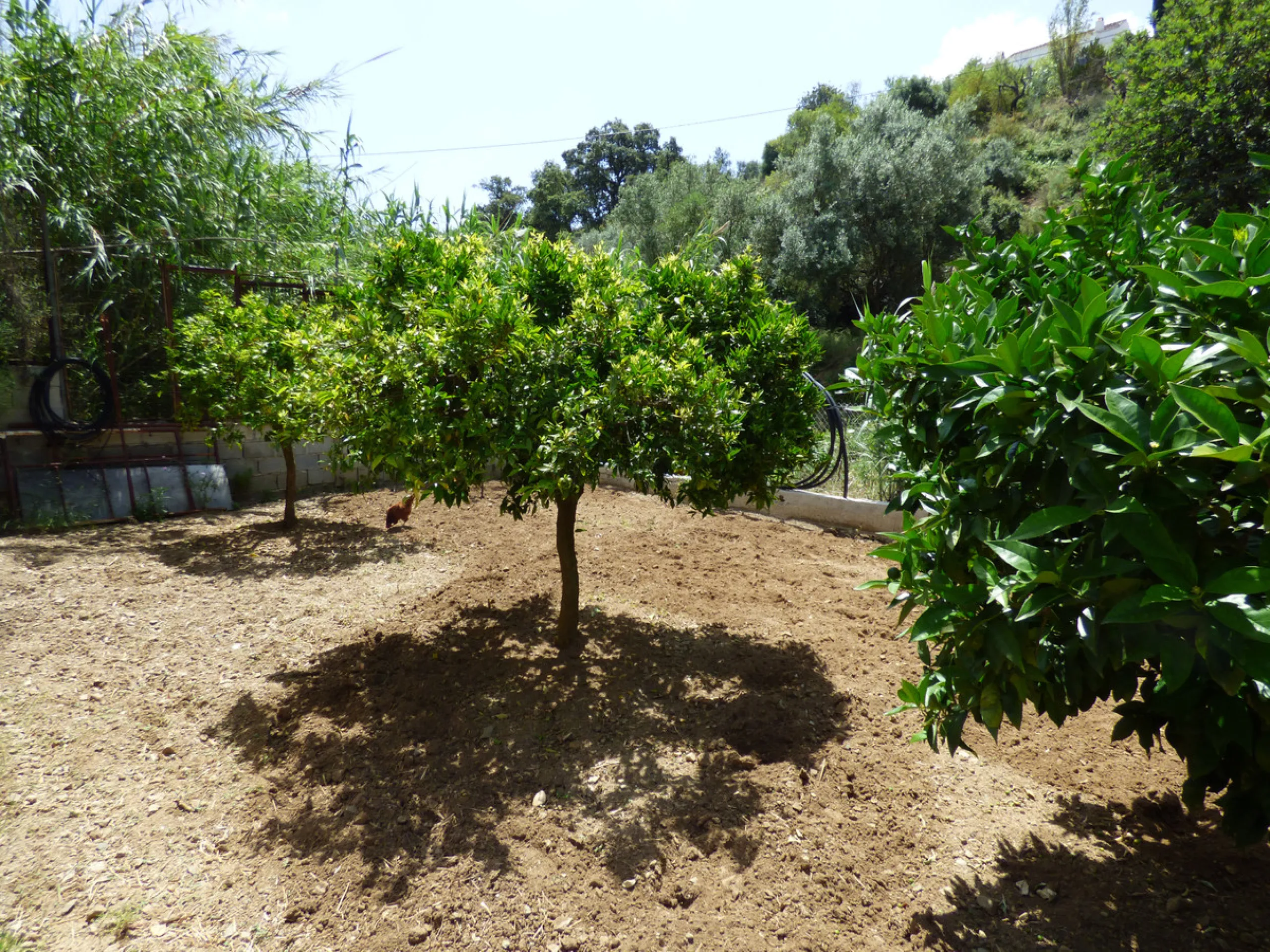 PLOT IN EL HORNILLO WITH BUILT HOUSING, GARDENS, FRUIT TREES, STORAGE AND MORE CONSTRUCTIONS
