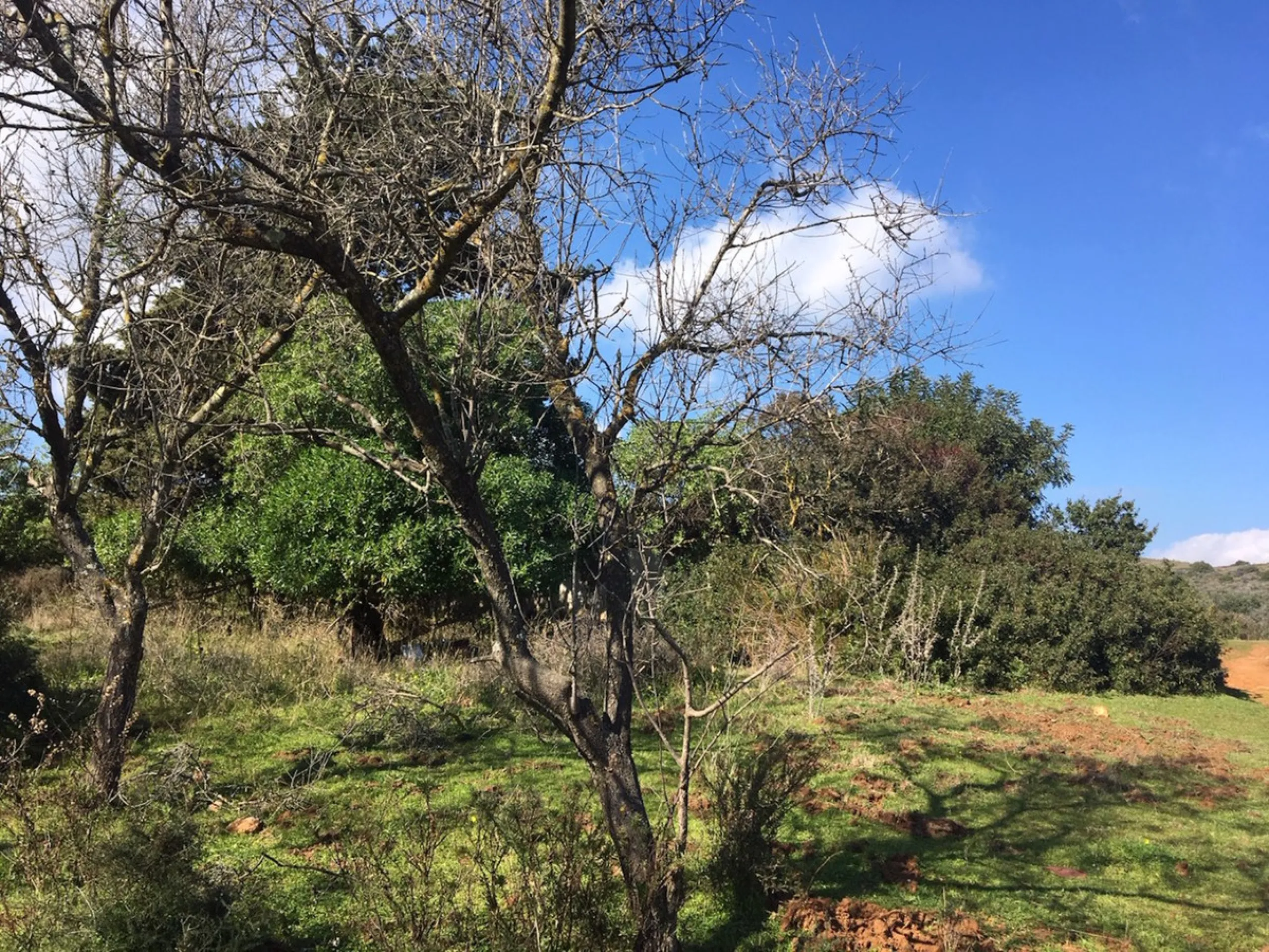 Plot - Land в продаже в Manilva, Málaga. Площадь участка 143500 м²