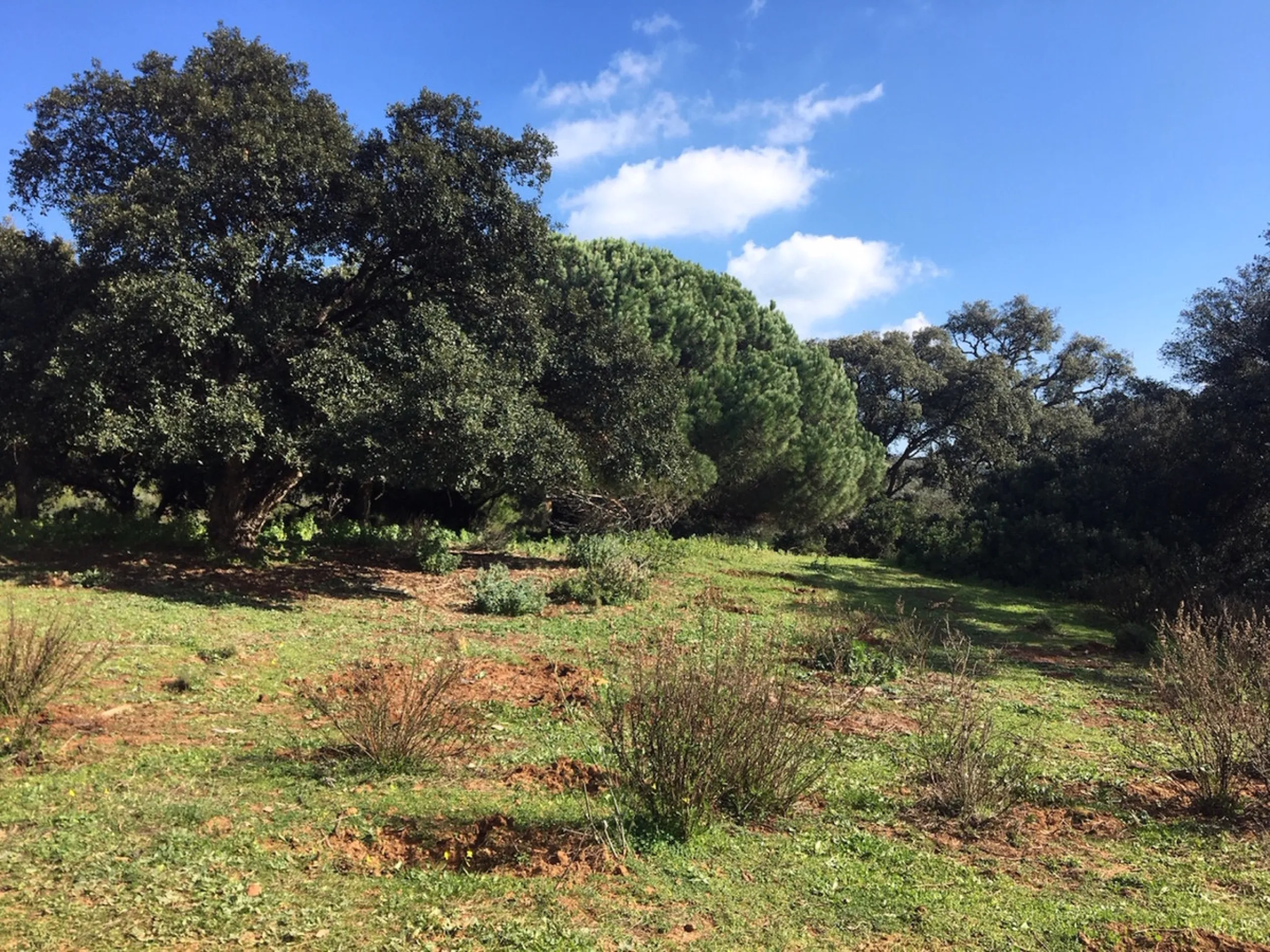 Plot - Land в продаже в Manilva, Málaga. Площадь участка 143500 м²