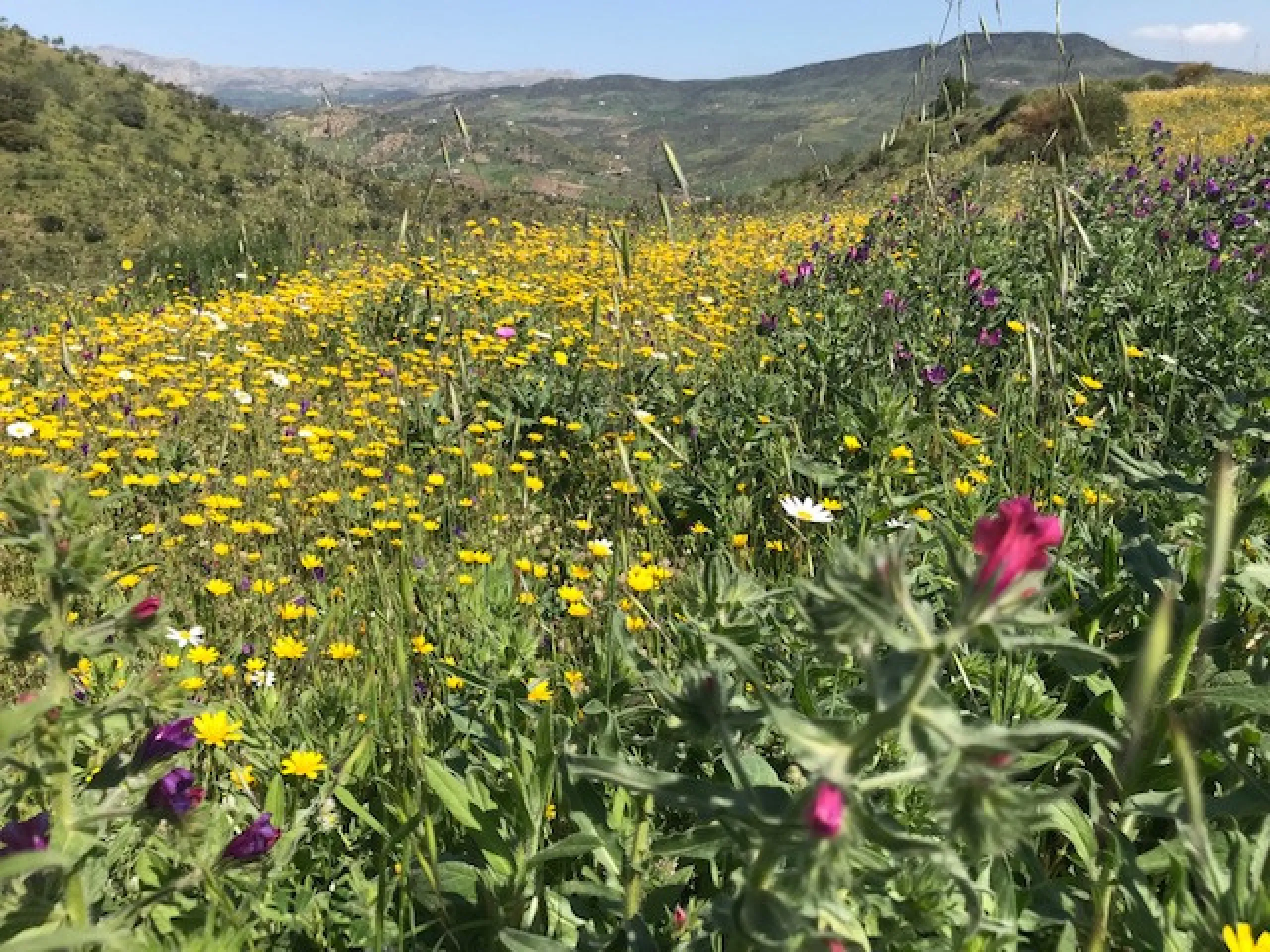 Big FINCA just 5-10 minutes far from Casabermeja  and 30 minutes from Málaga.