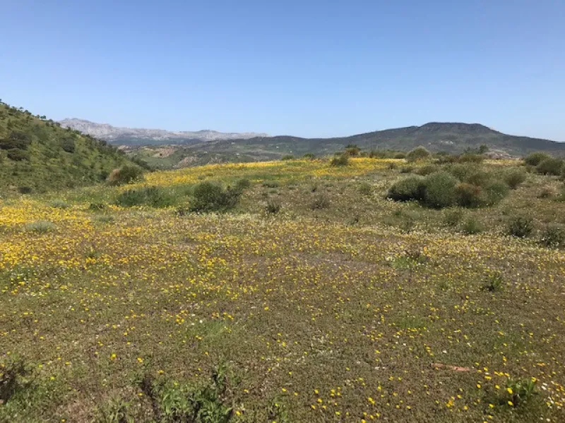 Big FINCA just 5-10 minutes far from Casabermeja  and 30 minutes from Málaga.