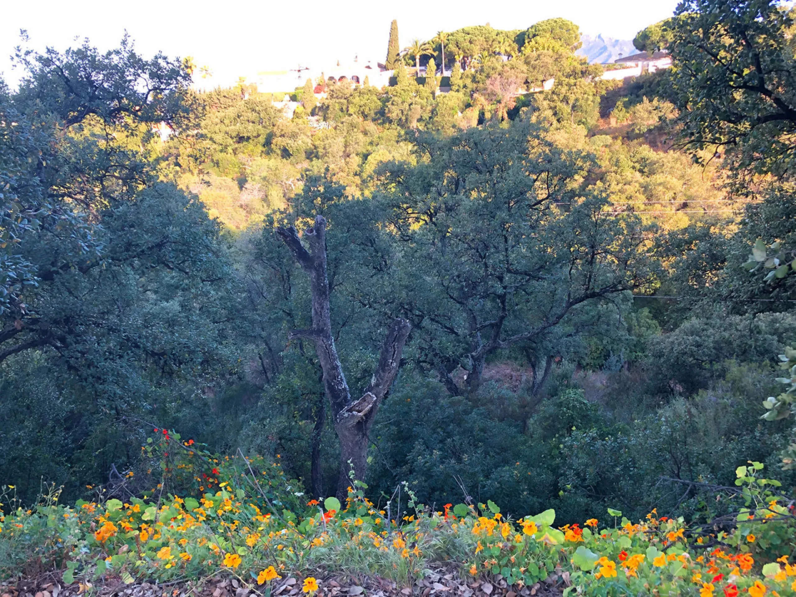 Plot - Residential Plot в продаже в Marbella, Málaga. Площадь участка 28123 м²