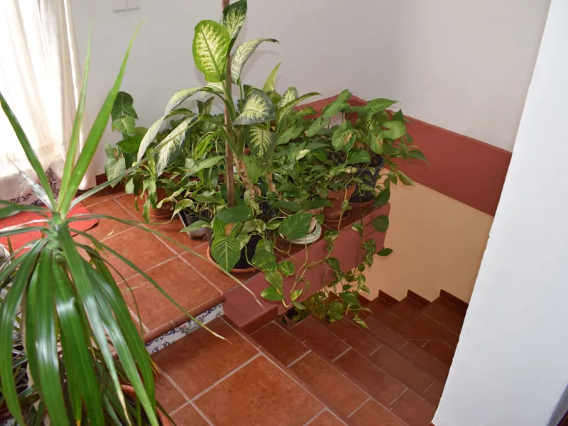 8,000 m2 irrigated farm with mango production. The villa has 160 m2 with a 60 m2 solarium, 4 bedrooms all with two windows or balconies (2 on the ground floor and another 2 bedrooms on the upper floor), 2 full bathrooms with window, large living room with