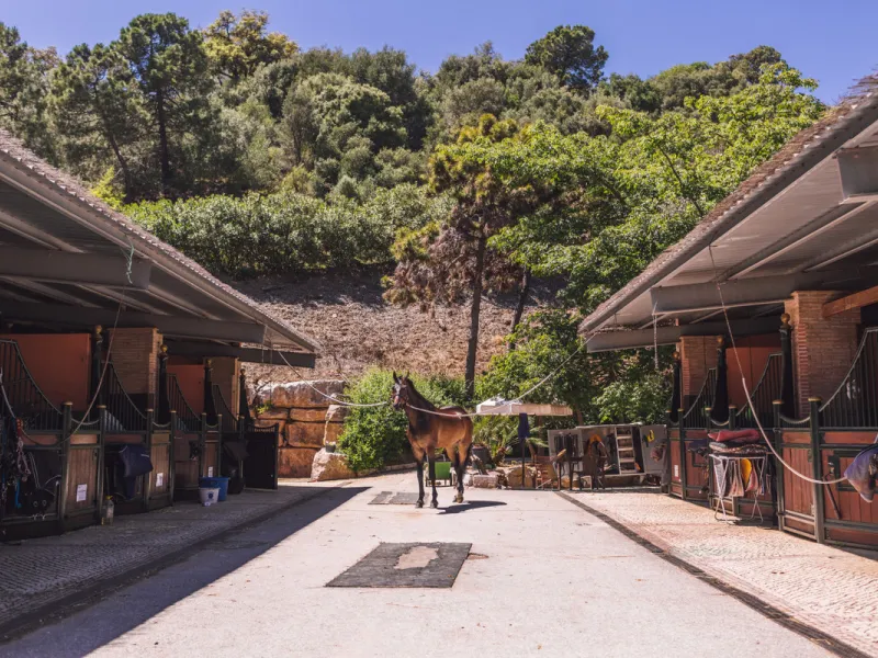 Beautiful 4.196 m2 plot for sale in the exclusive Marbella Club Golf Resort and Equestrian Center. The plot´s building allowance is about 10.6% meaning nearly 450 m2 in up to two floors plus terraces and basement (most likely with views due to the slope).