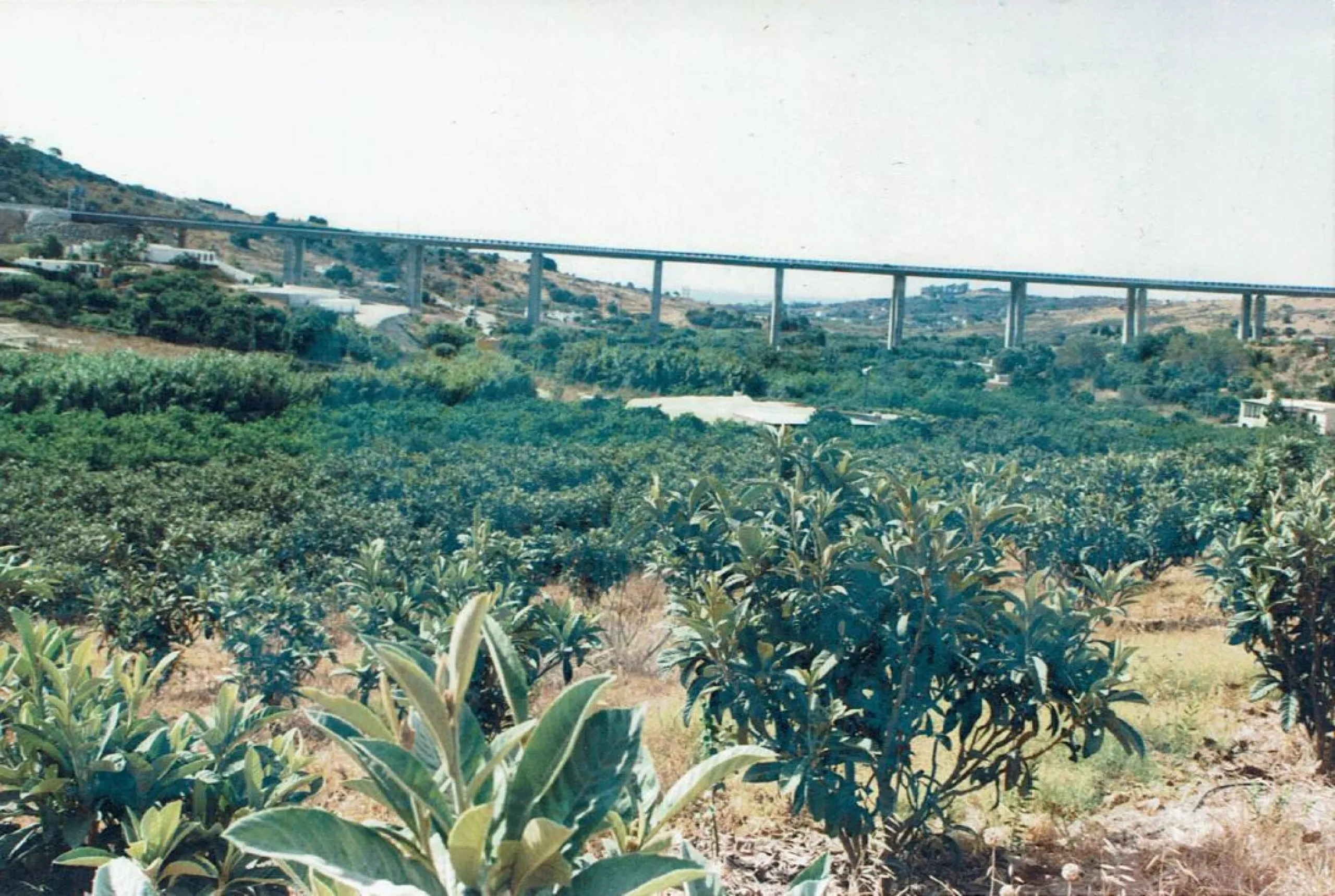 Rustic plot in Guadalobón, Estepona West, with one hectare, sixty-seven areas and sixty-seven centiareas, equivalent to three bushels and nine bushels of land of the measure of the country, of these one fanega and nine bushel trees with trees frutales and