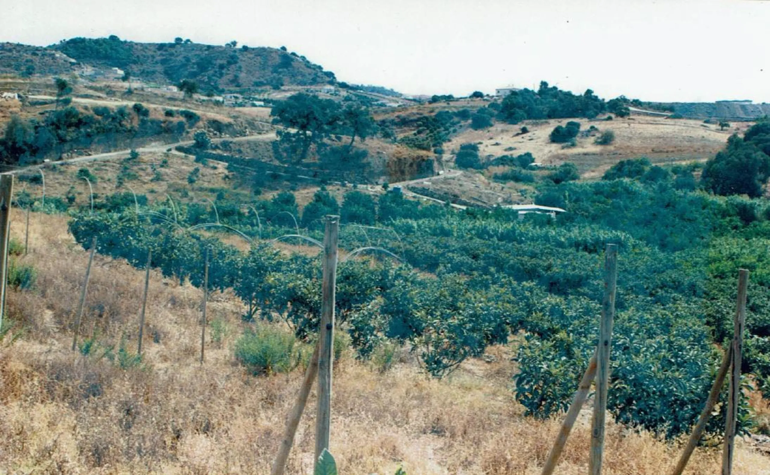 Rustic plot in Guadalobón, Estepona West, with one hectare, sixty-seven areas and sixty-seven centiareas, equivalent to three bushels and nine bushels of land of the measure of the country, of these one fanega and nine bushel trees with trees frutales and