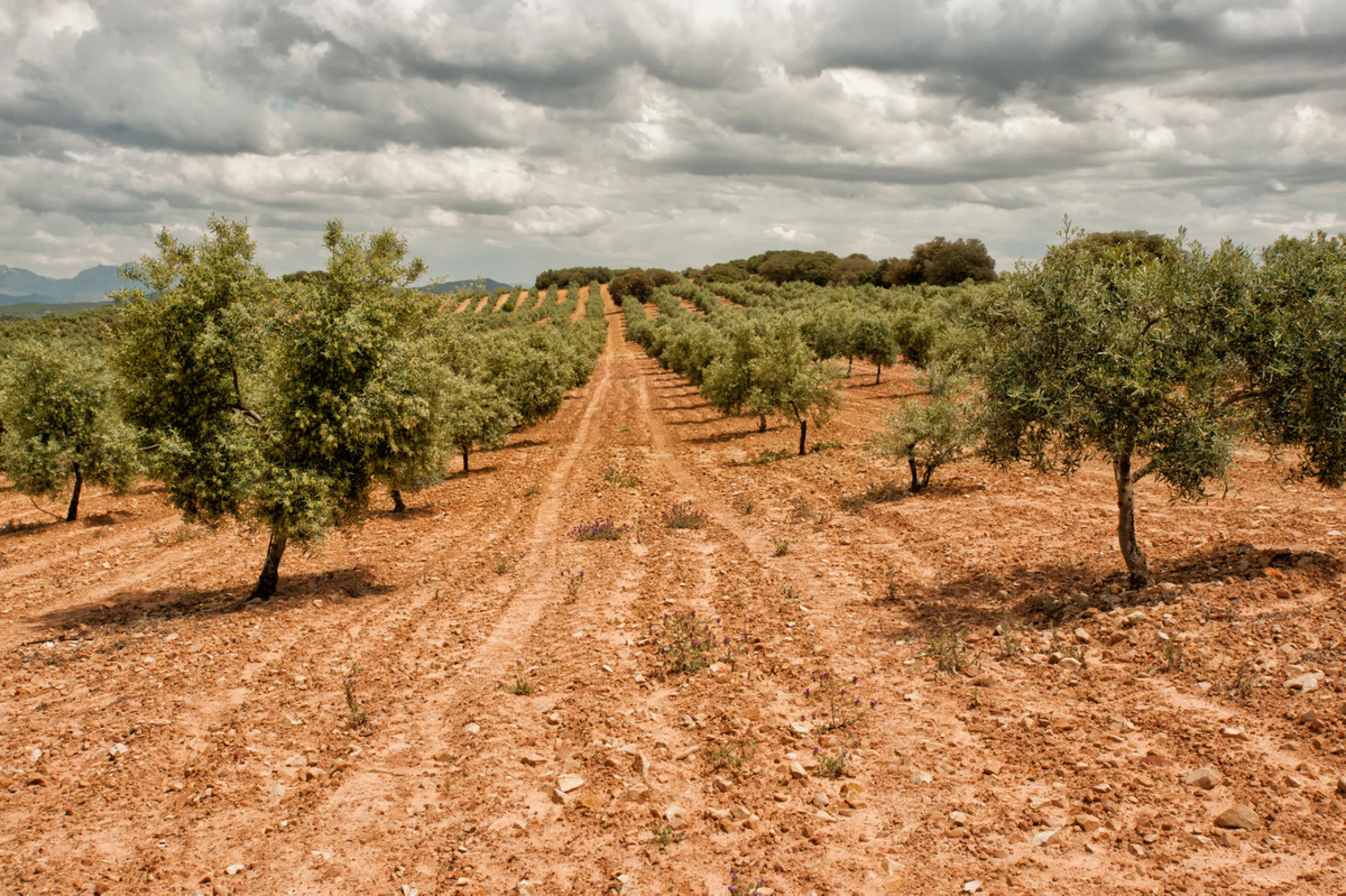 PARADISE  IN SOUTHERN SPAIN