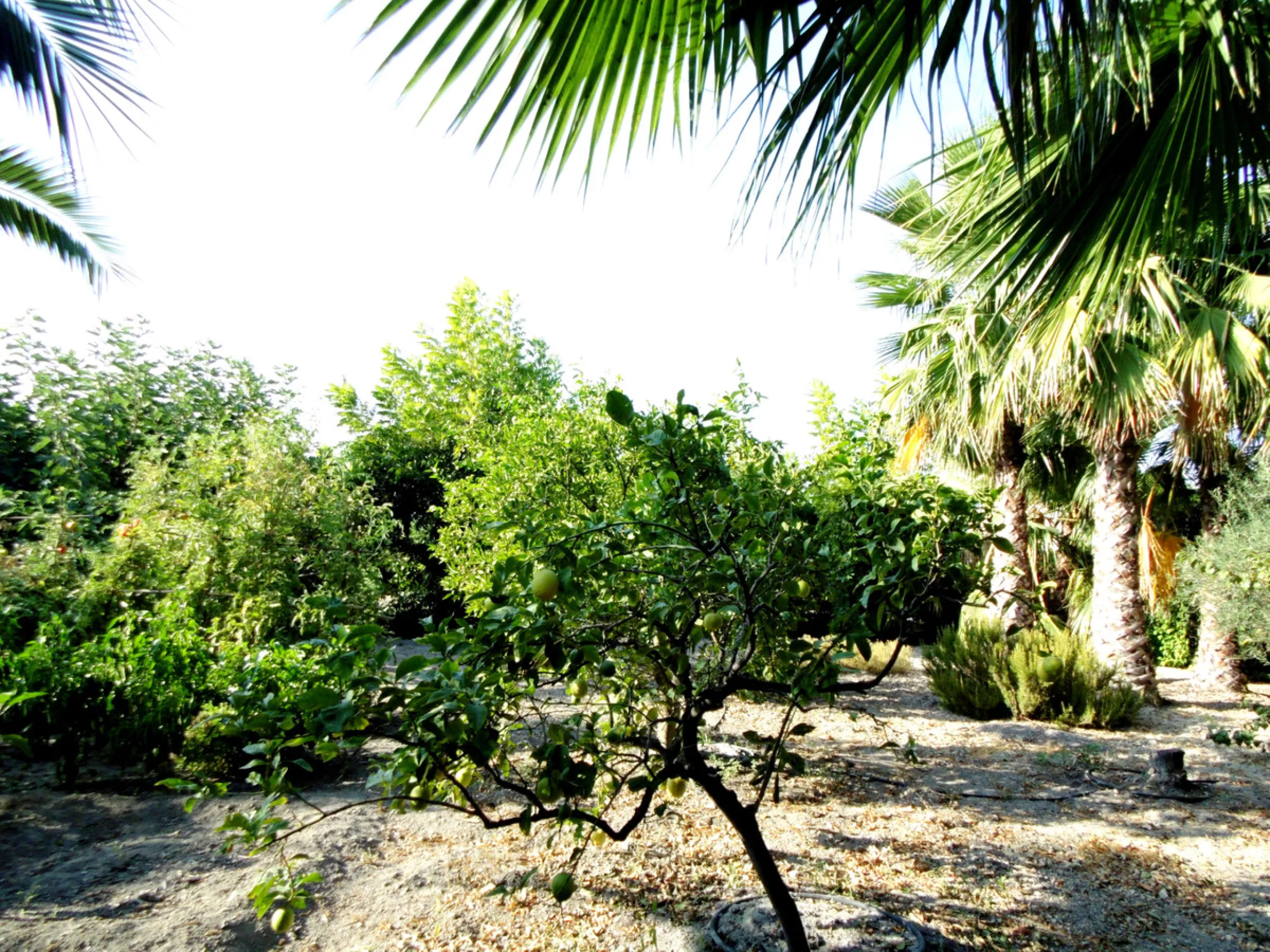 Вилла/Шале, Coín, Costa del Sol