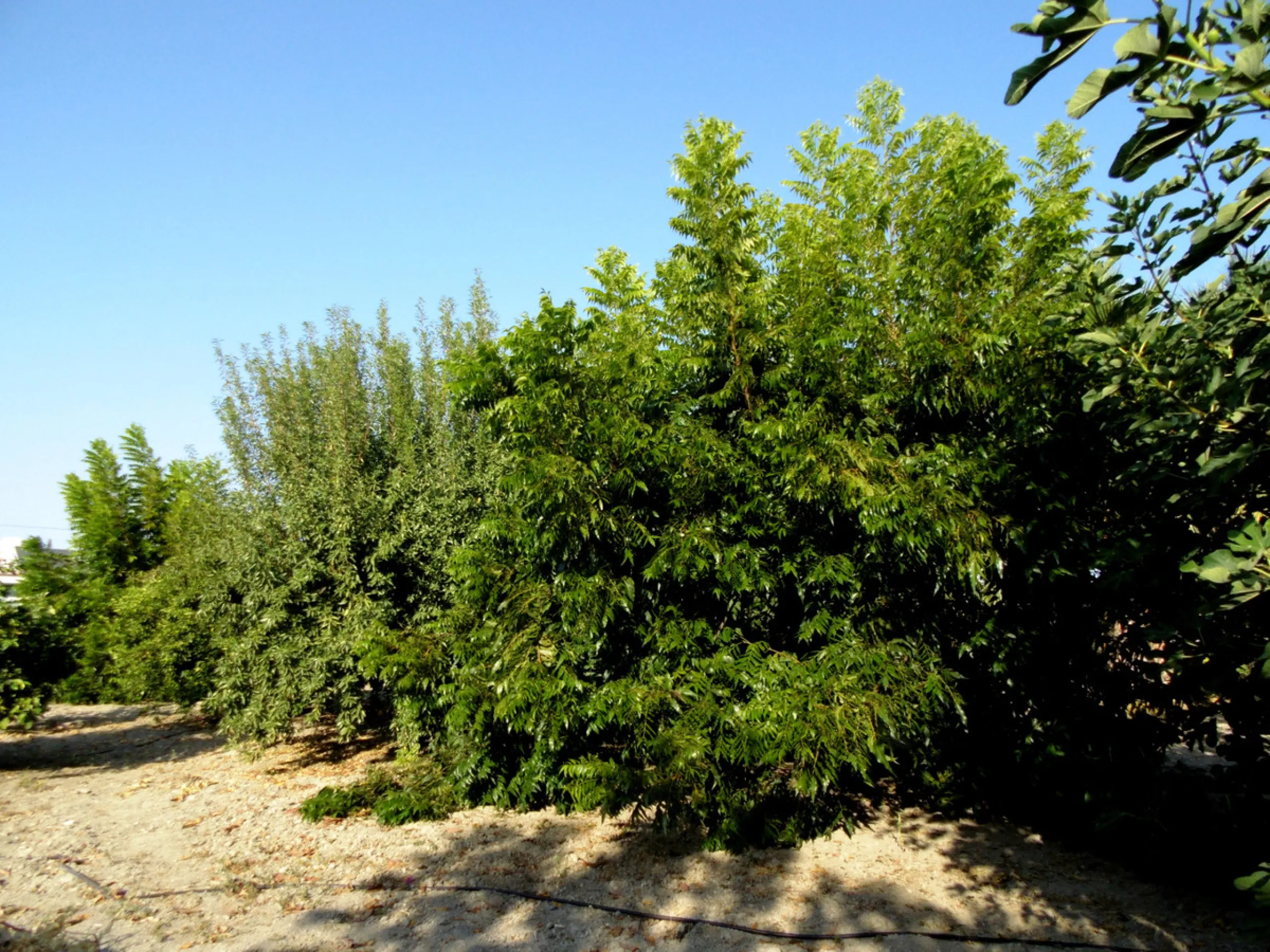 Вилла/Шале, Coín, Costa del Sol