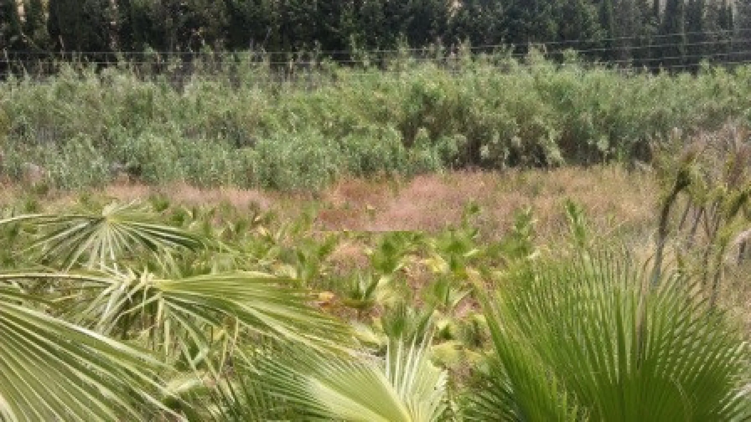 Residential Plot, Estepona, Costa del Sol.