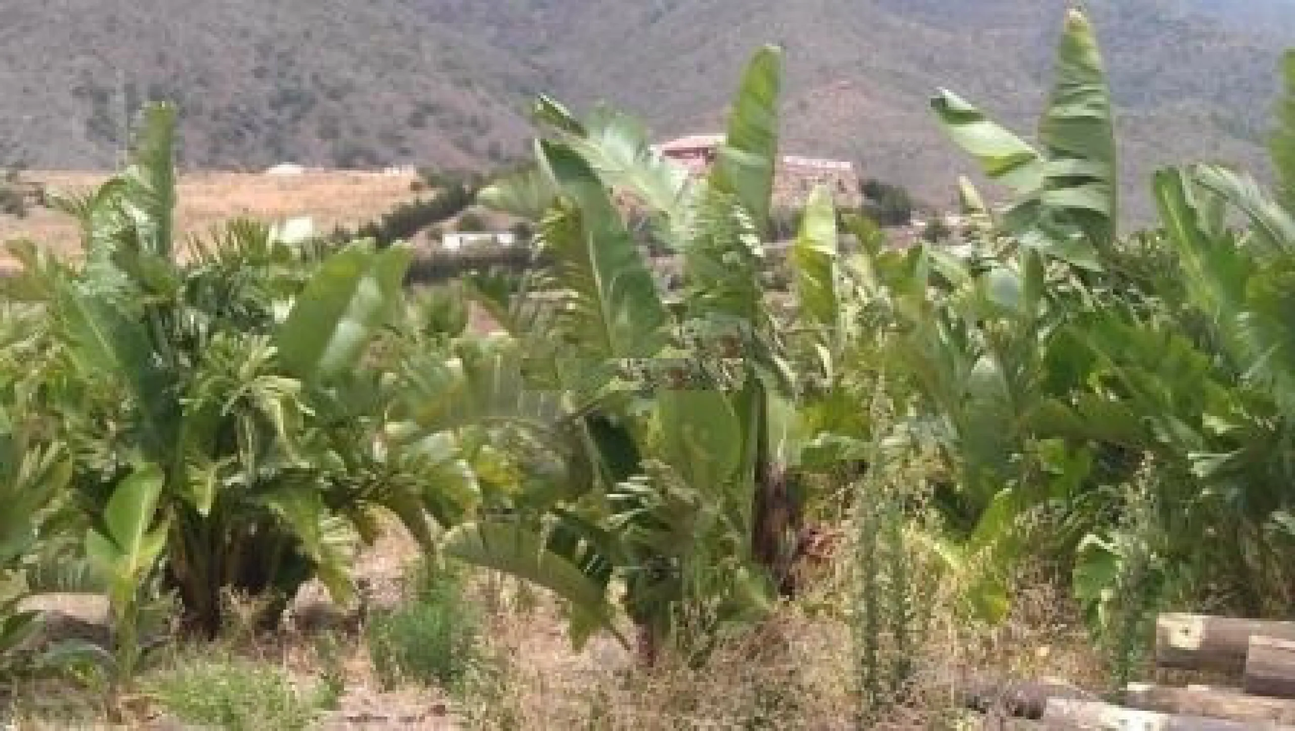 Residential Plot, Estepona, Costa del Sol.