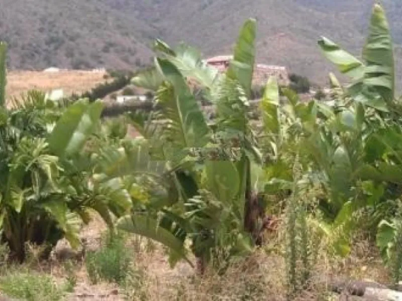 Residential Plot, Estepona, Costa del Sol.