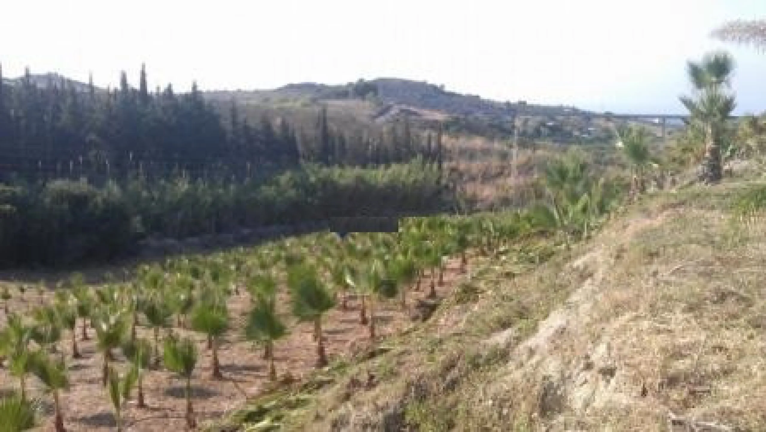 Residential Plot, Estepona, Costa del Sol.