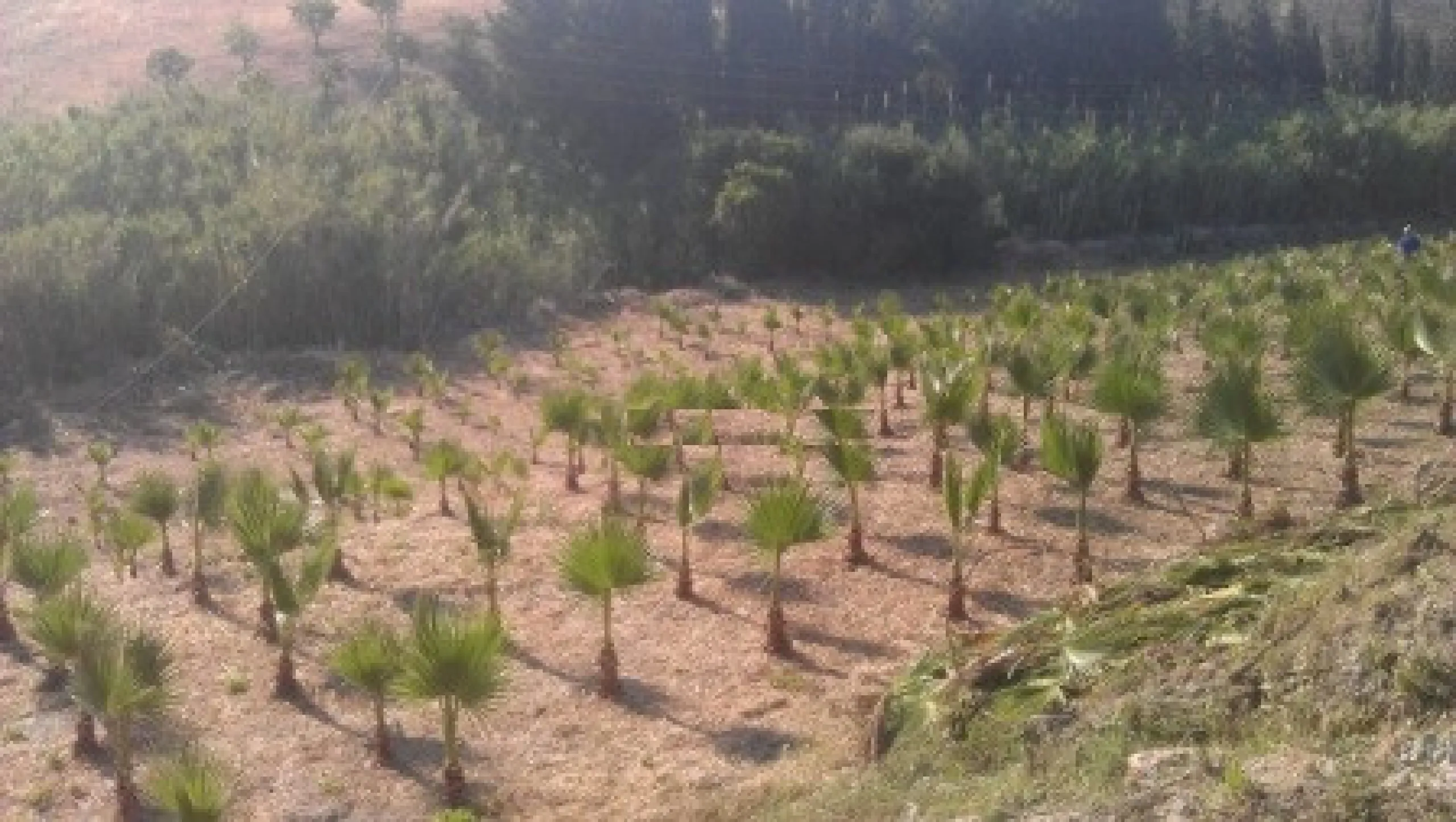 Residential Plot, Estepona, Costa del Sol.
