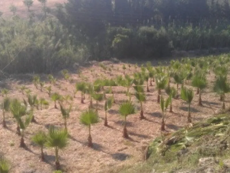 Residential Plot, Estepona, Costa del Sol.