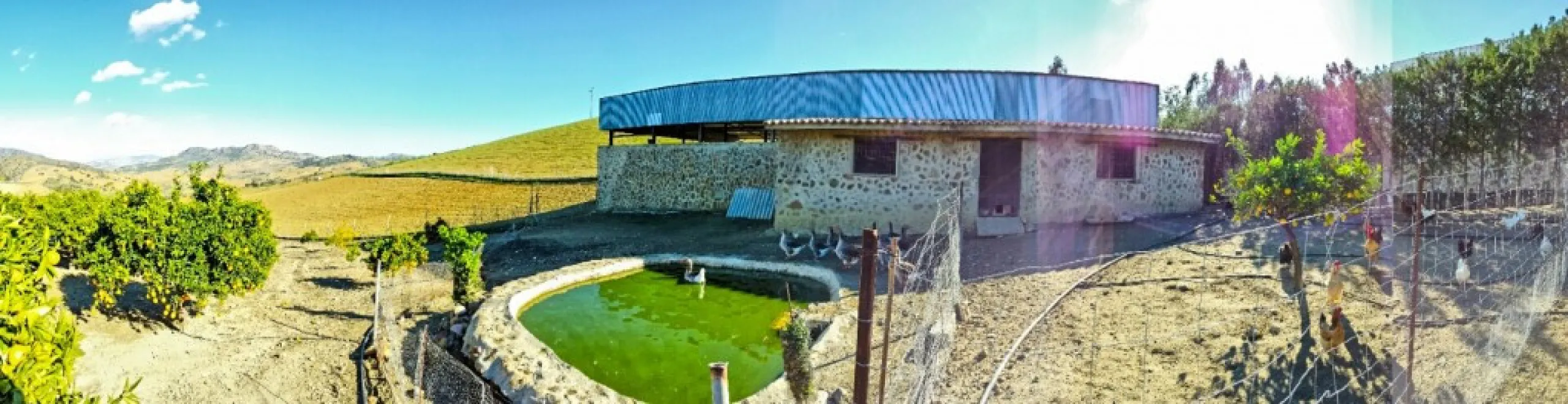 Beautiful Finca with separate guest accomodation, stable, riding school and production of olive trees, avocados, and several fruit trees.