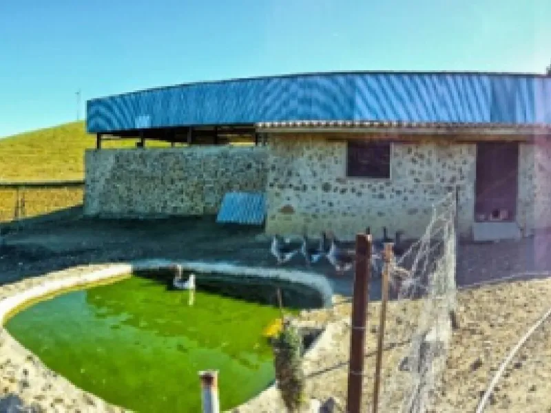 Beautiful Finca with separate guest accomodation, stable, riding school and production of olive trees, avocados, and several fruit trees.
