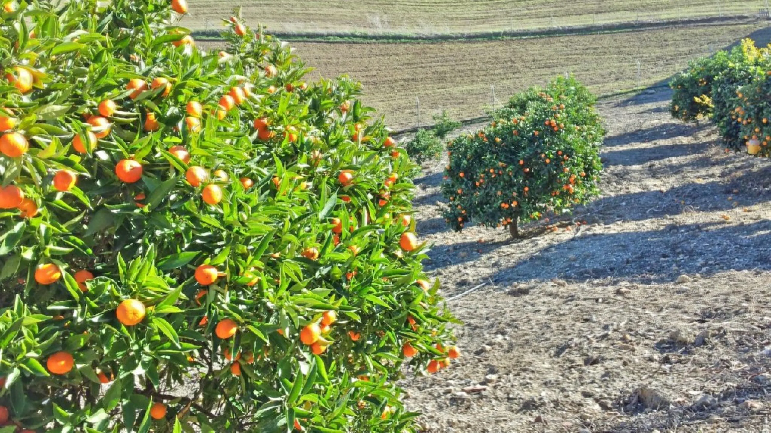 Beautiful Finca with separate guest accomodation, stable, riding school and production of olive trees, avocados, and several fruit trees.