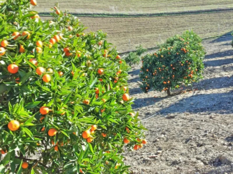 Beautiful Finca with separate guest accomodation, stable, riding school and production of olive trees, avocados, and several fruit trees.