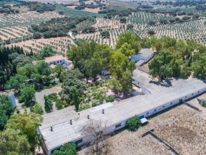 Fantastically Elegant Finca Between Archidona and Villanueva de Tapia, which is Totally Fenced/ Walled. The Finca and Dwelling Feature Total Privacy, and Yet is Only Four minutes from the Motorway and Equidistant between Malaga and Granada Airports..