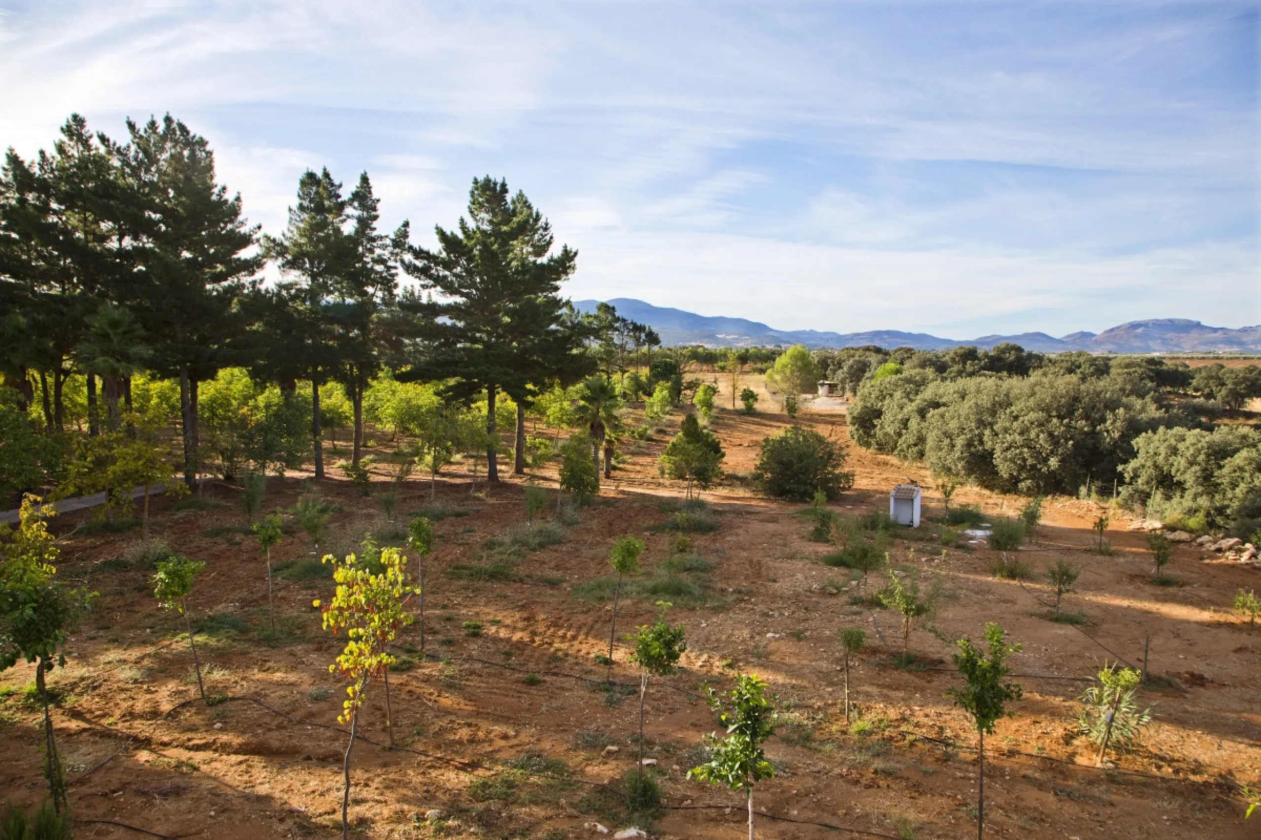 AN OUTSTANDING OPPORTUNITY to own an IMPRESSIVE FINCA OF 30,000M2 OF FLAT LAND with 1,000 walnut trees and a beautiful, stylish modern home with a private swimming pool and exceptional views.
