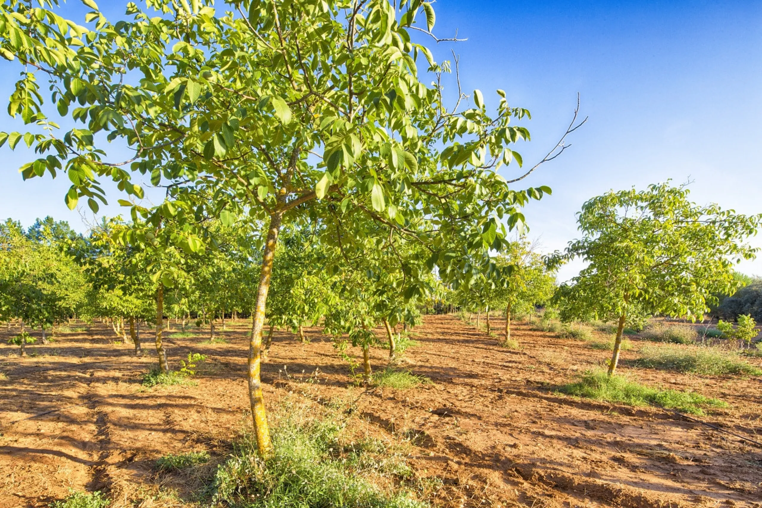 AN OUTSTANDING OPPORTUNITY to own an IMPRESSIVE FINCA OF 30,000M2 OF FLAT LAND with 1,000 walnut trees and a beautiful, stylish modern home with a private swimming pool and exceptional views.