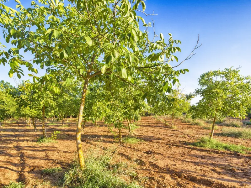 AN OUTSTANDING OPPORTUNITY to own an IMPRESSIVE FINCA OF 30,000M2 OF FLAT LAND with 1,000 walnut trees and a beautiful, stylish modern home with a private swimming pool and exceptional views.