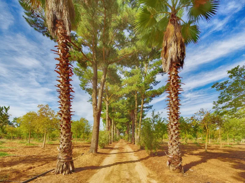 AN OUTSTANDING OPPORTUNITY to own an IMPRESSIVE FINCA OF 30,000M2 OF FLAT LAND with 1,000 walnut trees and a beautiful, stylish modern home with a private swimming pool and exceptional views.